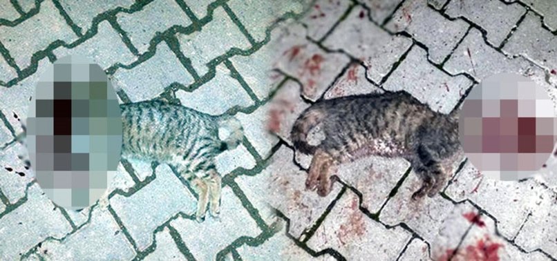 İKİ KEDİ VAHŞİCE ÖLDÜRÜLMÜŞ!