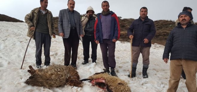 MUŞ'TA KURTLAR KOYUN SÜRÜSÜNE SALDIRDI