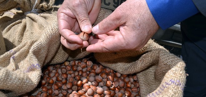 TMO FINDIK ALIMINA BAŞLADI... İŞTE FİYATI
