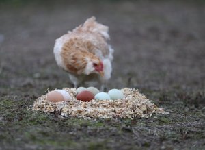 Köyünde yeşil yumurta üreten kadın taleplere yetişemiyor