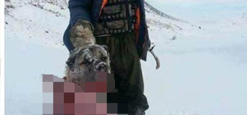 AÇ KALAN KURT, KÖPEĞİ PARÇALAYIP YEDİ