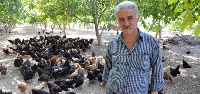 DÜĞÜNDE DUYDUĞU FİKİRLE TAVUK ÇİFTLİĞİ KURDU