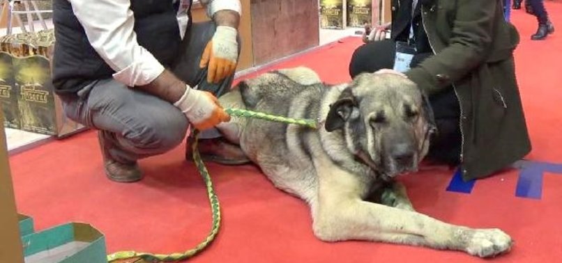 25 BİN TL TEKLİF EDİLEN DAMIZLIK KÖPEĞİ SATMADI