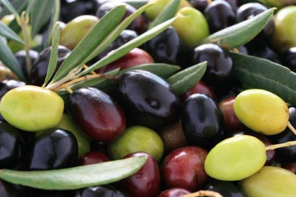 Zeytin çekirdeği yemenin faydaları