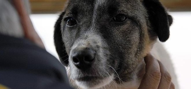 KÖPEĞİNİ DÖVEN KİŞİYE İBRETLİK CEZA