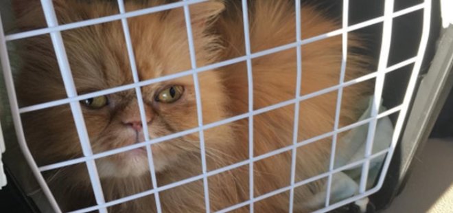 GUPSE ÖZAY KEDİ SAHİPLENDİ