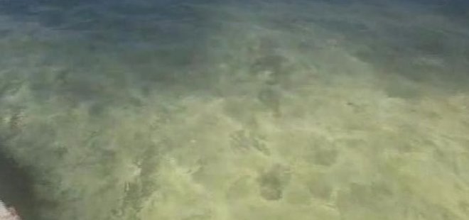 MARMARİS'TE DENİZ KIYISI POLENLE KAPLANDI