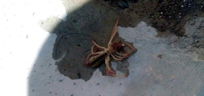 ET YİYEN ÖRÜMCEK KAYSERİ'DE GÖRÜLDÜ