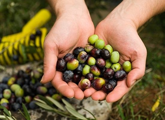 Zeytin çekirdeği yemenin faydaları