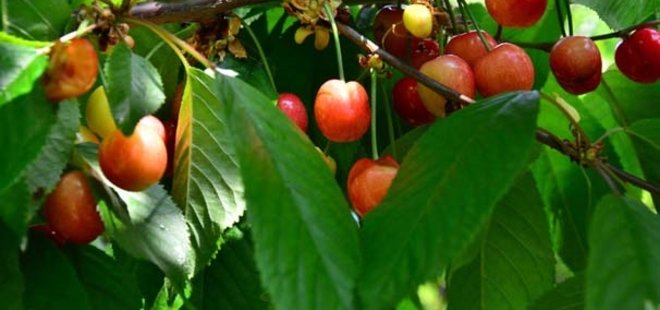 SEZONUN İLK KİRAZI KİLOSU 170 LİRADAN SATILDI