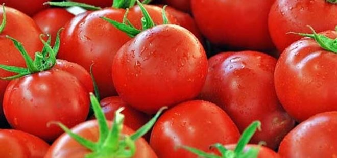 DOMATESİN YENİ ROTASI BELLİ OLDU