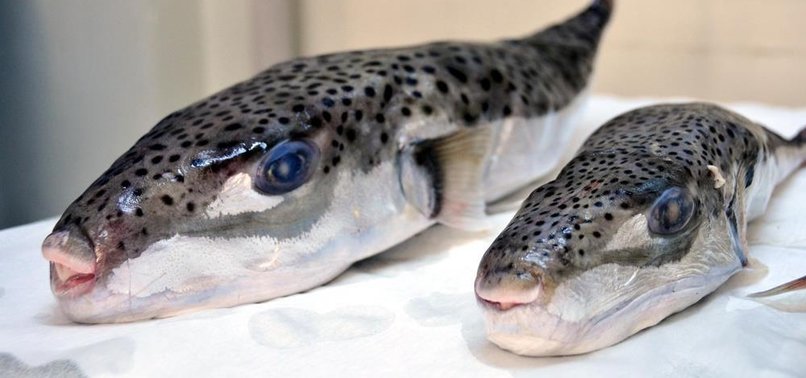 SAKIN YEMEYİN FECİ ÖLDÜRÜYOR!