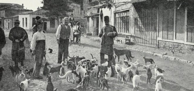 KEDİYİ SEVMEK İMANDANDIR…