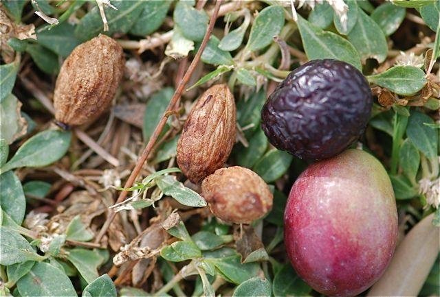Zeytin çekirdeği yemenin faydaları