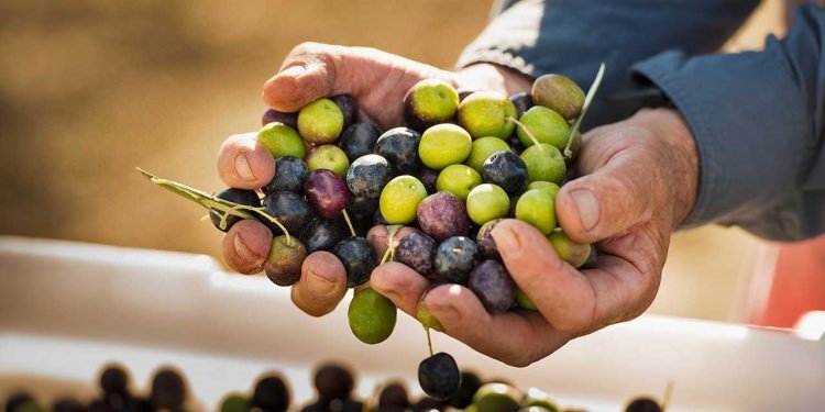 Zeytin çekirdeği yemenin faydaları