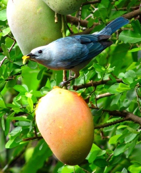Mango tüm kanser türlerini önler