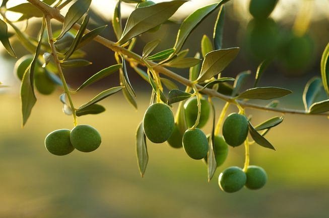 Zeytin çekirdeği yemenin faydaları