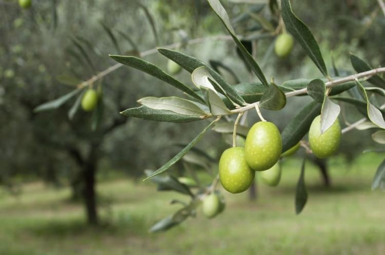 Zeytin çekirdeği yemenin faydaları