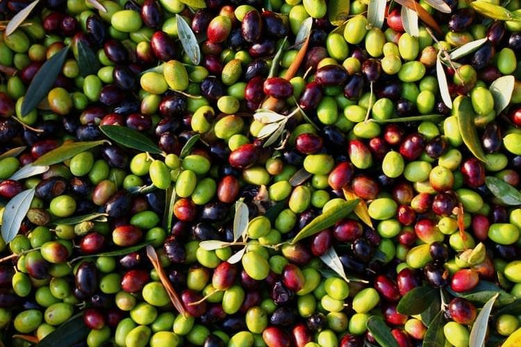 Zeytin çekirdeği yemenin faydaları
