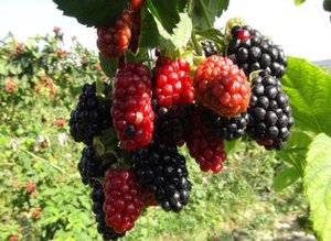 Türkiye'de hangi meyveden ne kadar üretiliyor?