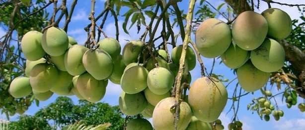 Mango tüm kanser türlerini önler
