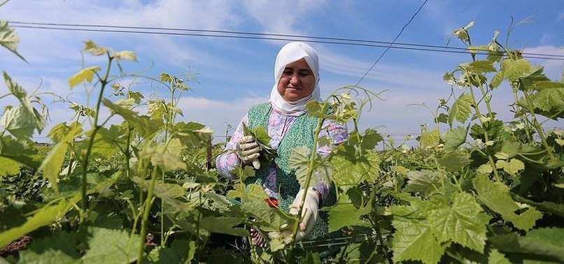 YAPINCAK ASMA YAPRAĞININ FİYATI ŞAŞIRTIYOR