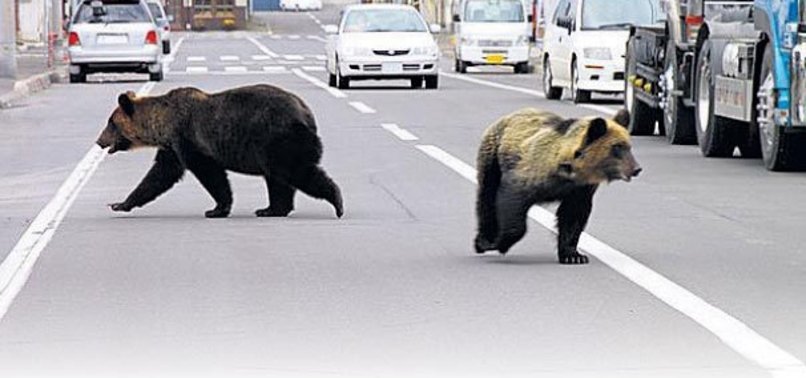 JAPONYA'DA AYILAR ŞEHRE İNDİ: 4 ÖLÜ