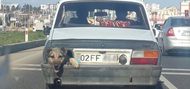 STOP LAMBASI YERİNE KÖPEK KAFASI