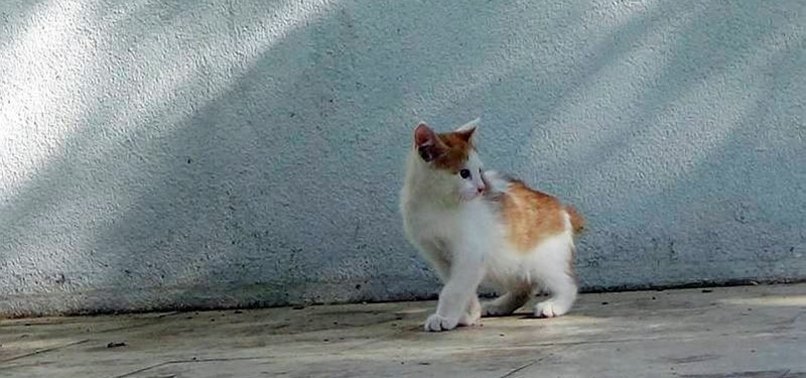 KEDİ KATİLİNE 4 YIL HAPİS CEZASI