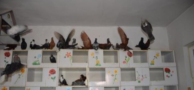 TÜRKİYE'NİN İLK GÜVERCİN OTELİ AÇILDI