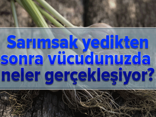Sarımsak yedikten sonra vücutta neler gerçekleşiyor