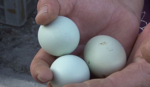 Köyünde yeşil yumurta üreten kadın taleplere yetişemiyor