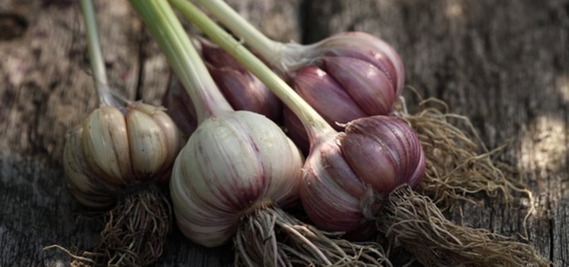 SARIMSAK YEDİKTEN SONRA VÜCUTTA NELER GERÇEKLEŞİYOR